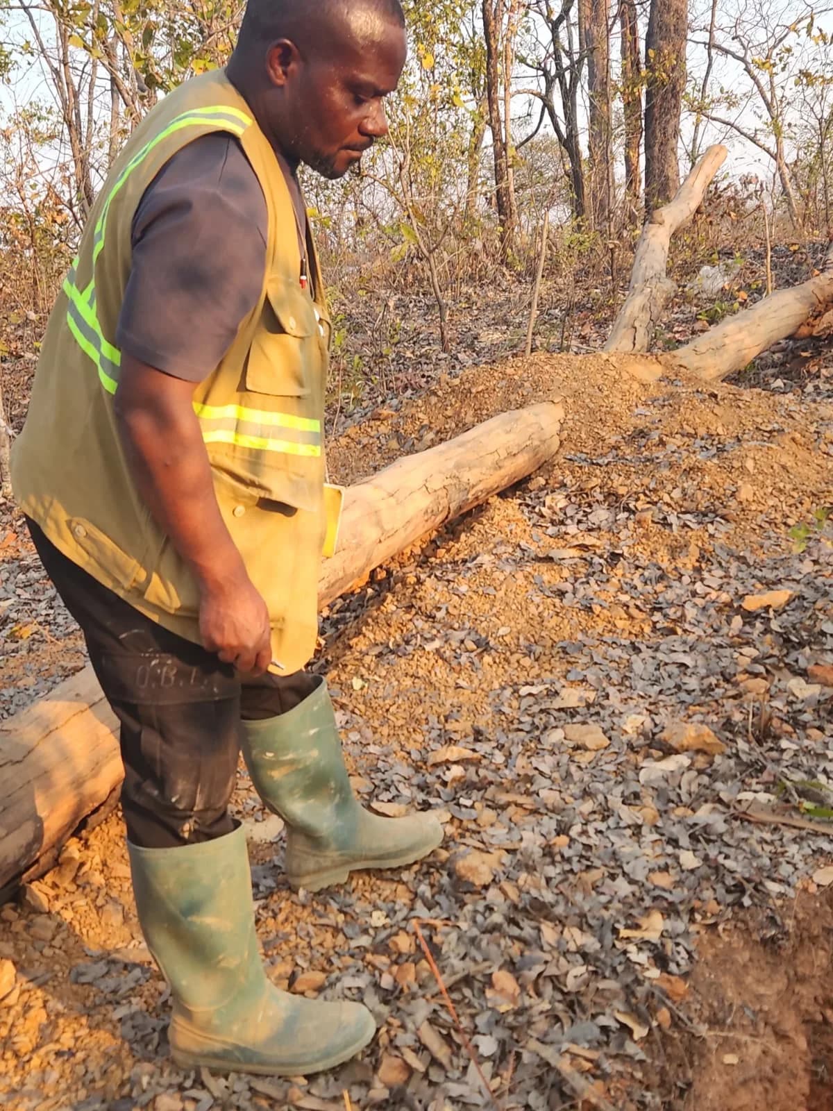 Field geologist inspecting exposed laterite gravel beside a fallen log
