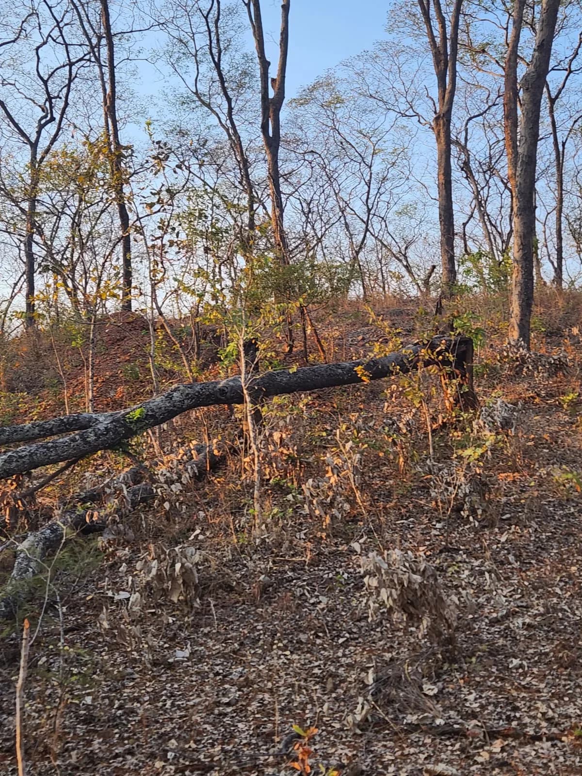A fallen tree lies across an excavated soil mound at the exploration site