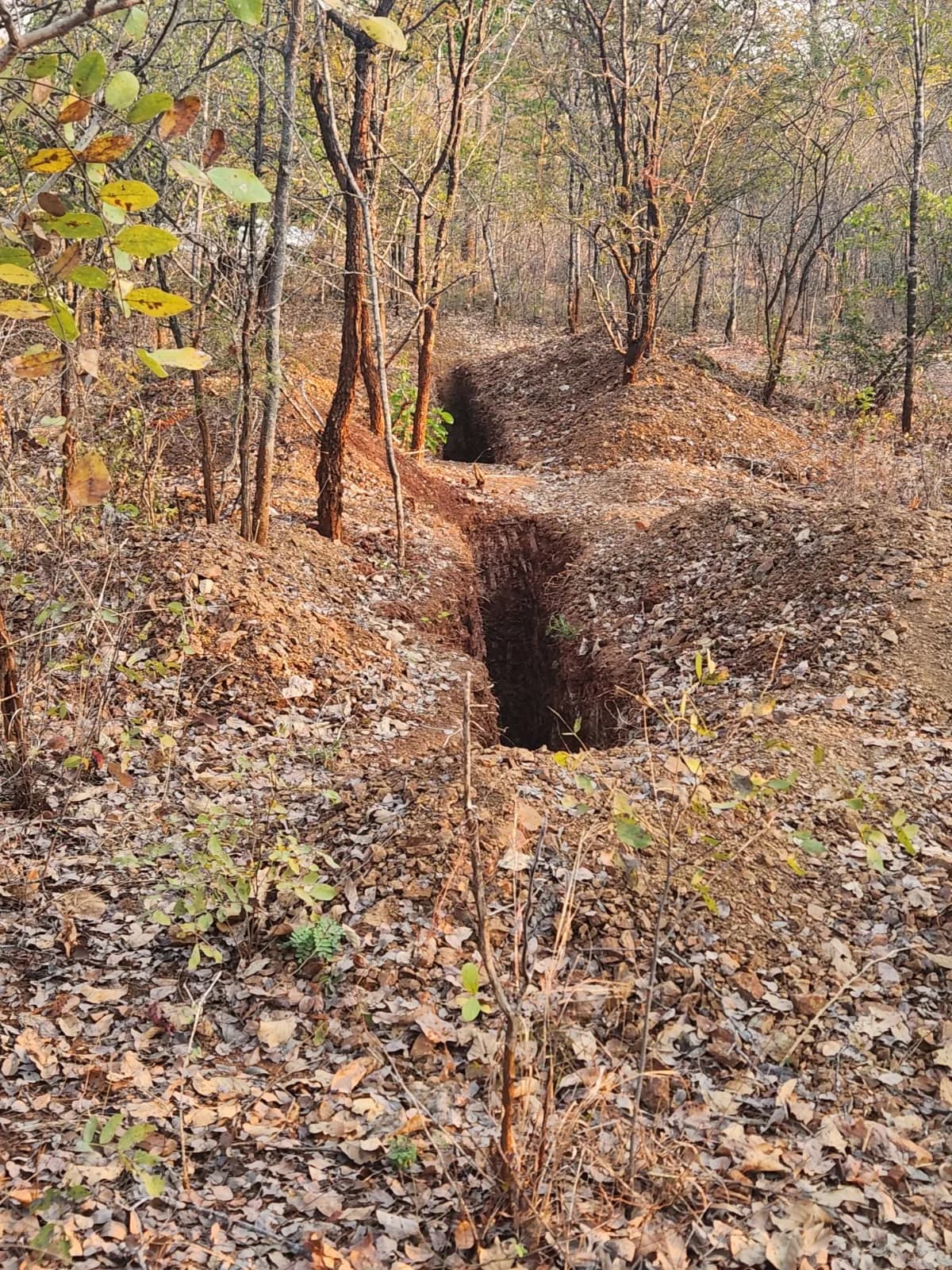 An exploration trench cut through the woodland to expose the subsurface geology